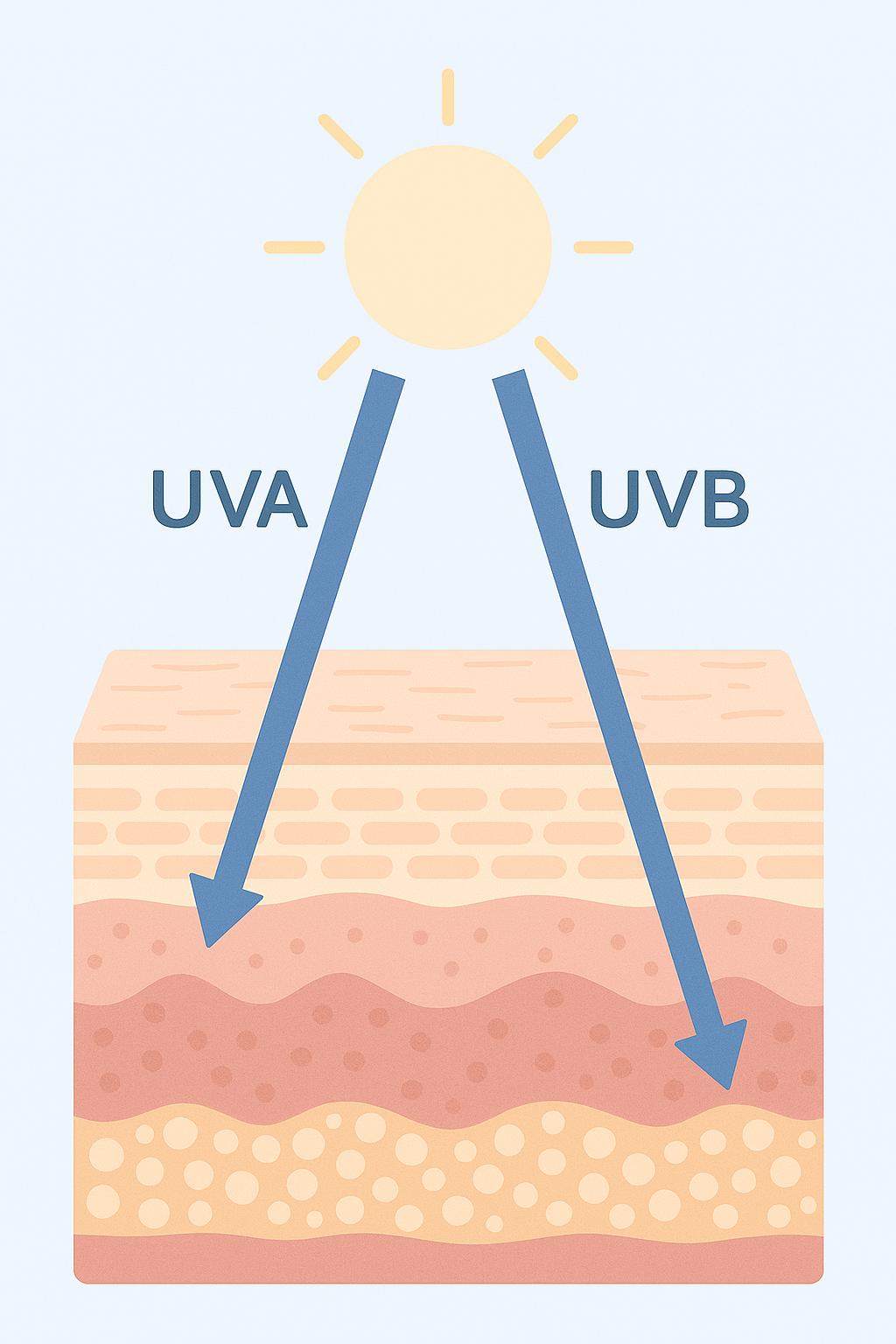 Diagrama médico que muestra rayos UVA y UVB penetrando las capas de la piel (epidermis, dermis, hipodermis), con etiquetas claras. Ilustra visualmente el daño solar y la profundidad de cada tipo de radiación.